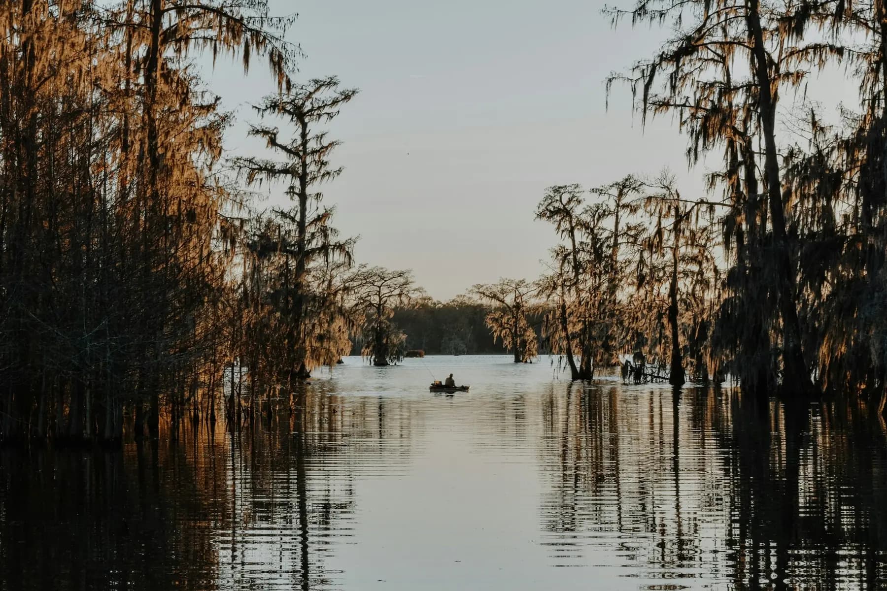 Cypress trees with Spanish moss reflected in still bayou water at dusk